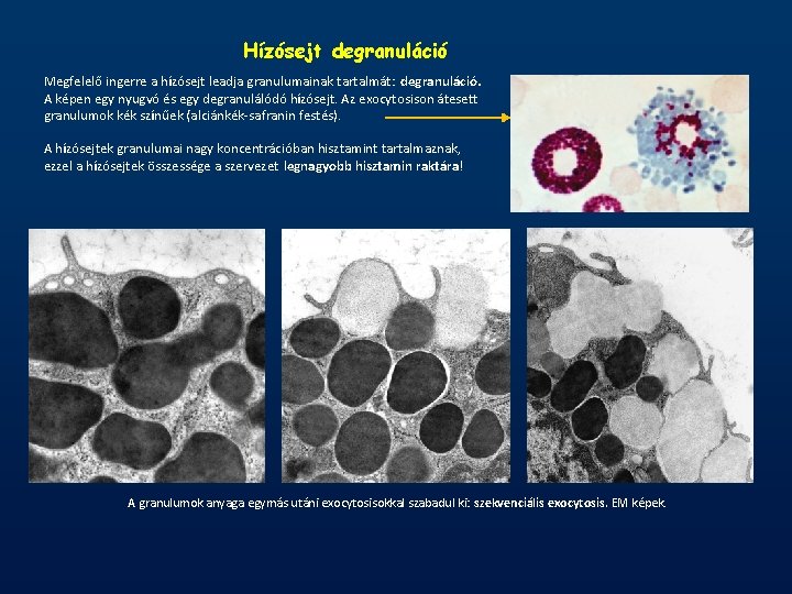 Hízósejt degranuláció Megfelelő ingerre a hízósejt leadja granulumainak tartalmát: degranuláció. A képen egy nyugvó