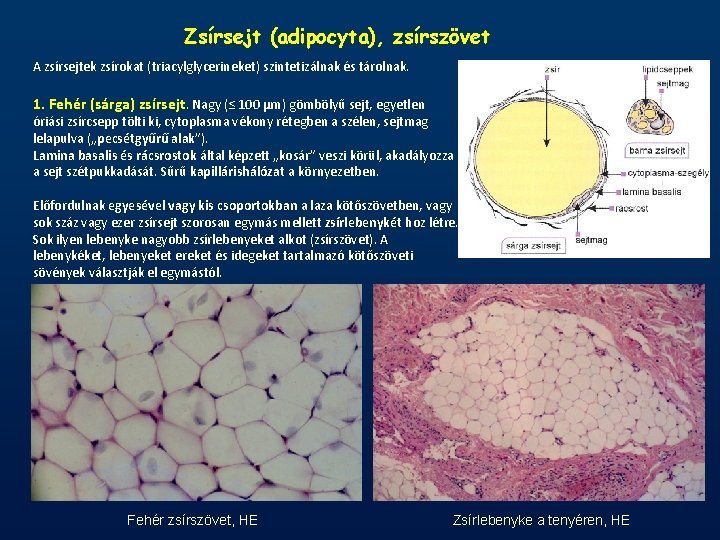 Zsírsejt (adipocyta), zsírszövet A zsírsejtek zsírokat (triacylglycerineket) szintetizálnak és tárolnak. 1. Fehér (sárga) zsírsejt.