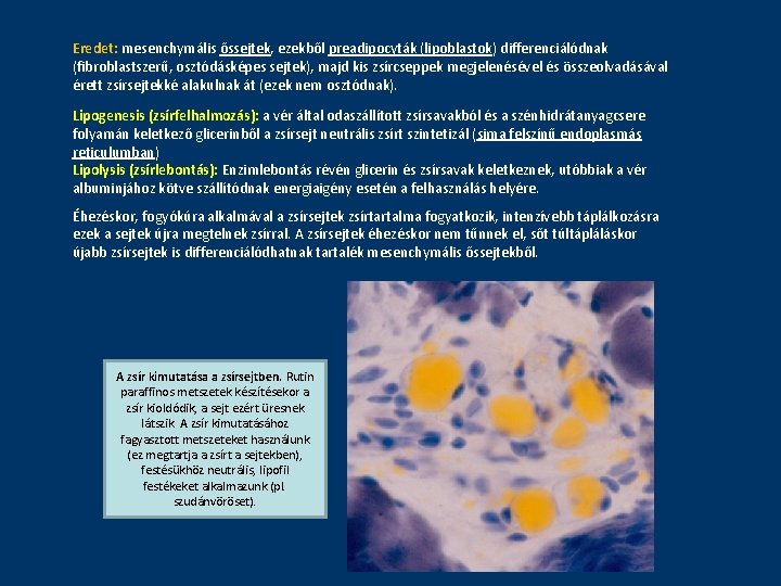 Eredet: mesenchymális őssejtek, ezekből preadipocyták (lipoblastok) differenciálódnak (fibroblastszerű, osztódásképes sejtek), majd kis zsírcseppek megjelenésével