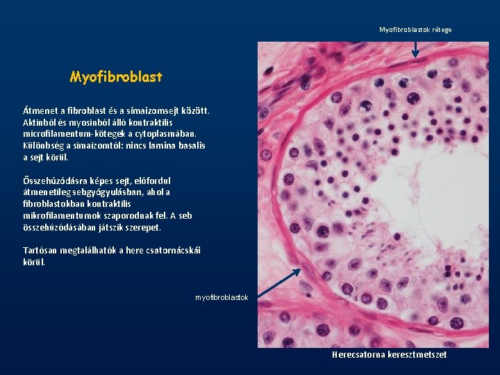 Myofibroblastok rétege Myofibroblast Átmenet a fibroblast és a símaizomsejt között. Aktinból és myosinból álló