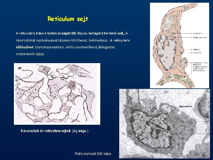 Reticulum sejt A reticularis (rács-) rostok anyagát (III. típusú kollagén) termelő sejt. A rácsrostokat