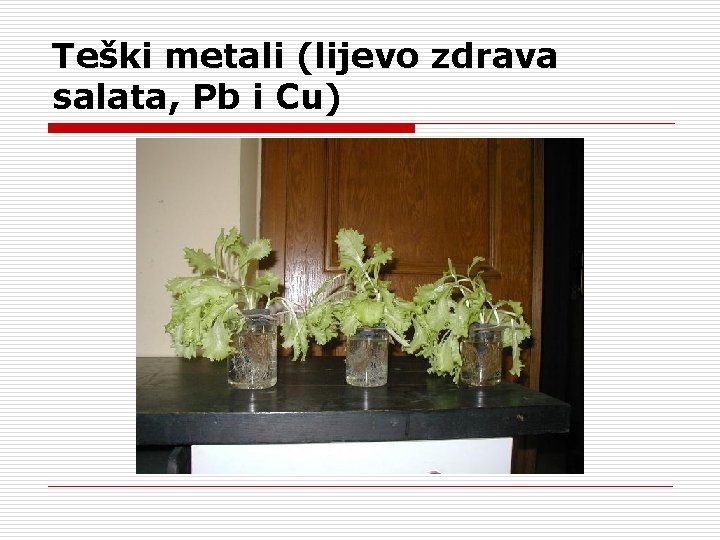 Teški metali (lijevo zdrava salata, Pb i Cu) 