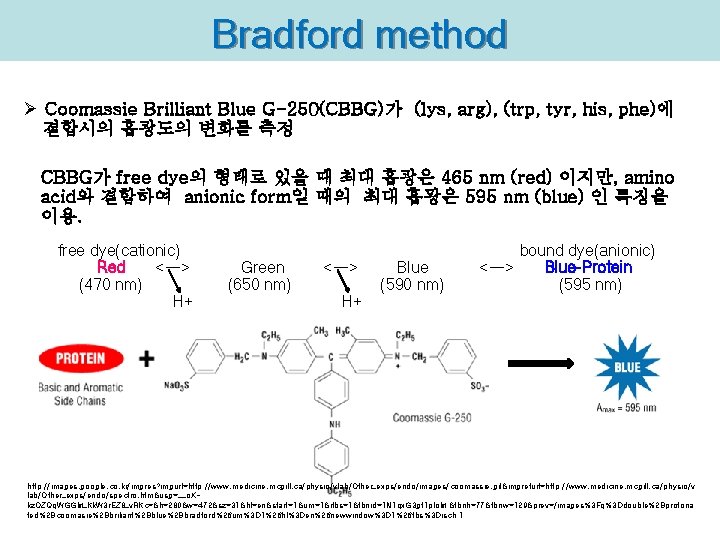 Bradford method Ø Coomassie Brilliant Blue G-250(CBBG)가 (lys, arg), (trp, tyr, his, phe)에 결합시의