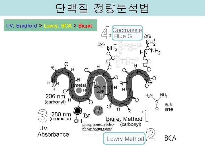 단백질 정량분석법 UV, Bradford > Lowry, BCA > Biuret BCA 5 