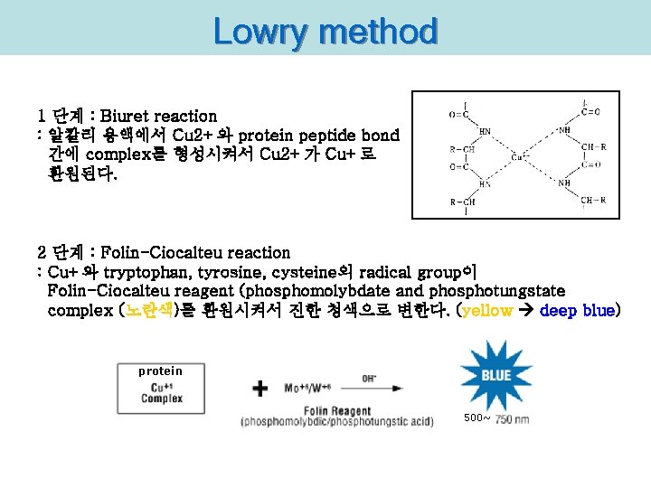 Lowry method 1 단계 : Biuret reaction : 알칼리 용액에서 Cu 2+와 protein peptide