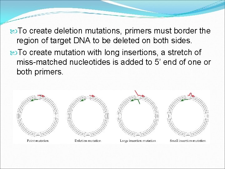  To create deletion mutations, primers must border the region of target DNA to