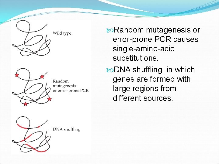  Random mutagenesis or error-prone PCR causes single-amino-acid substitutions. DNA shuffling, in which genes