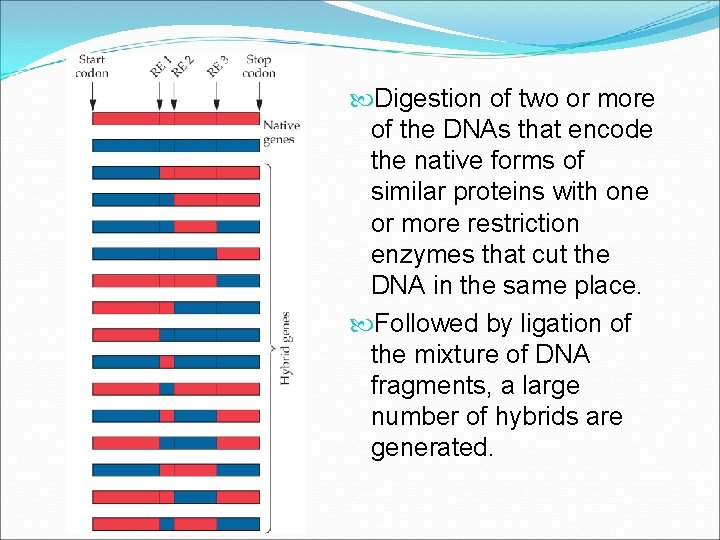  Digestion of two or more of the DNAs that encode the native forms