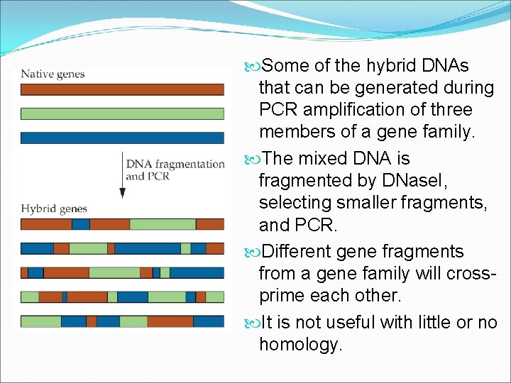  Some of the hybrid DNAs that can be generated during PCR amplification of