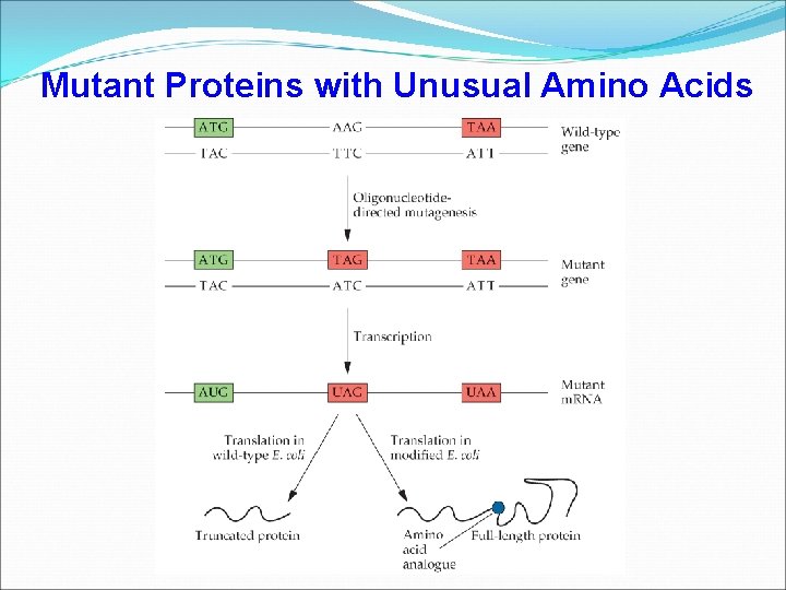 Mutant Proteins with Unusual Amino Acids 