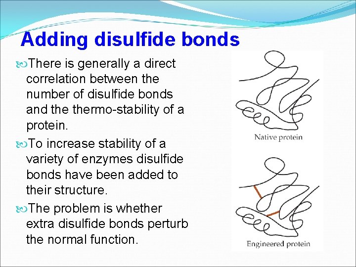 Adding disulfide bonds There is generally a direct correlation between the number of disulfide