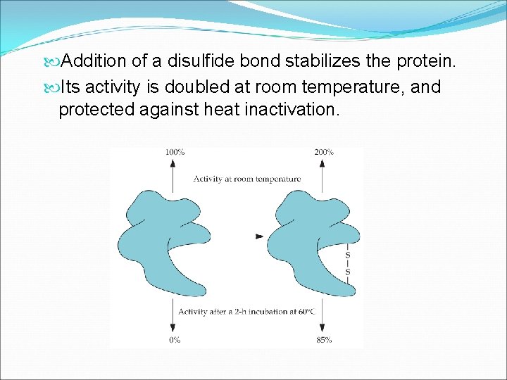  Addition of a disulfide bond stabilizes the protein. Its activity is doubled at