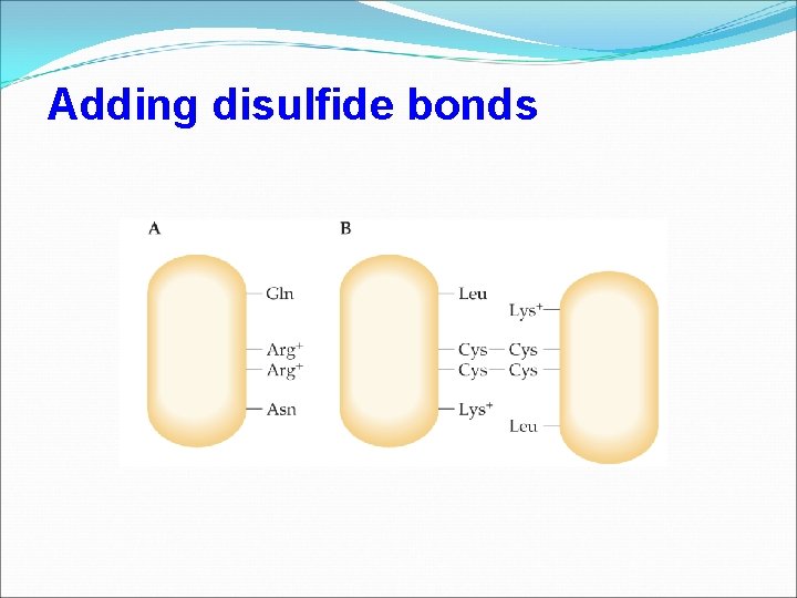 Adding disulfide bonds 