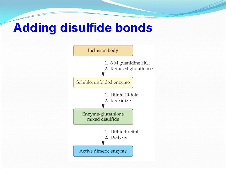 Adding disulfide bonds 