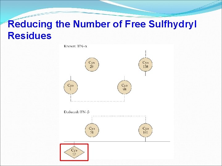 Reducing the Number of Free Sulfhydryl Residues 