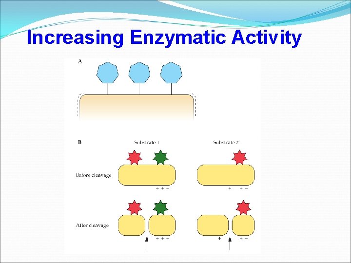 Increasing Enzymatic Activity 