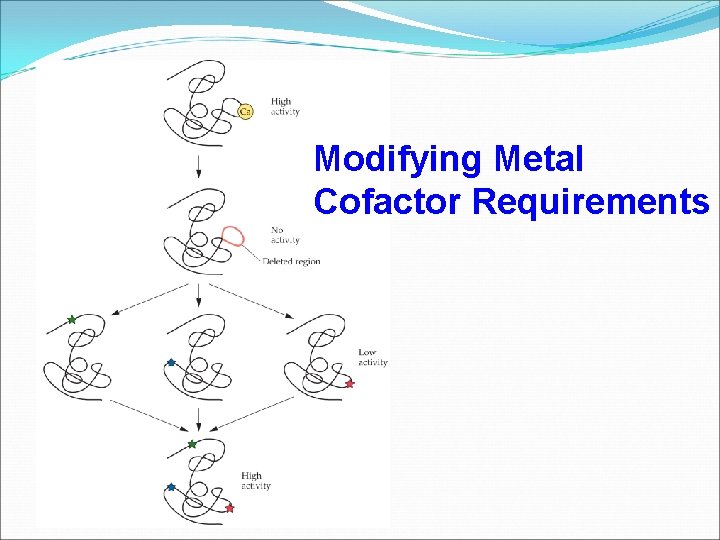 Modifying Metal Cofactor Requirements 