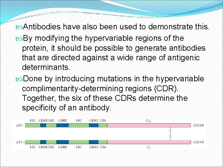  Antibodies have also been used to demonstrate this. By modifying the hypervariable regions