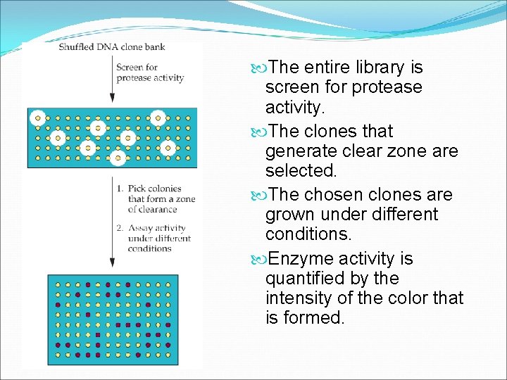  The entire library is screen for protease activity. The clones that generate clear