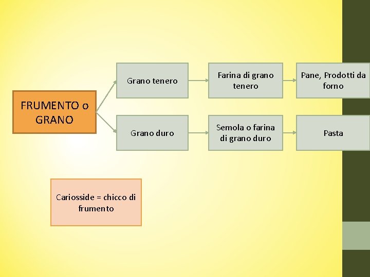 FRUMENTO o GRANO Grano tenero Farina di grano tenero Pane, Prodotti da forno Grano