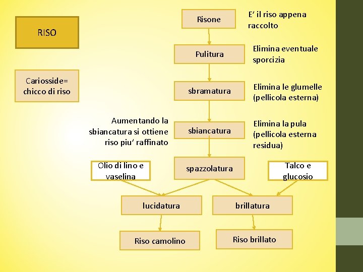 E’ il riso appena raccolto Risone RISO Cariosside= chicco di riso Aumentando la sbiancatura