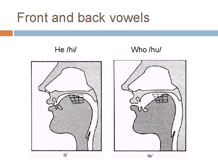 Front and back vowels He /hi/ Who /hu/ 
