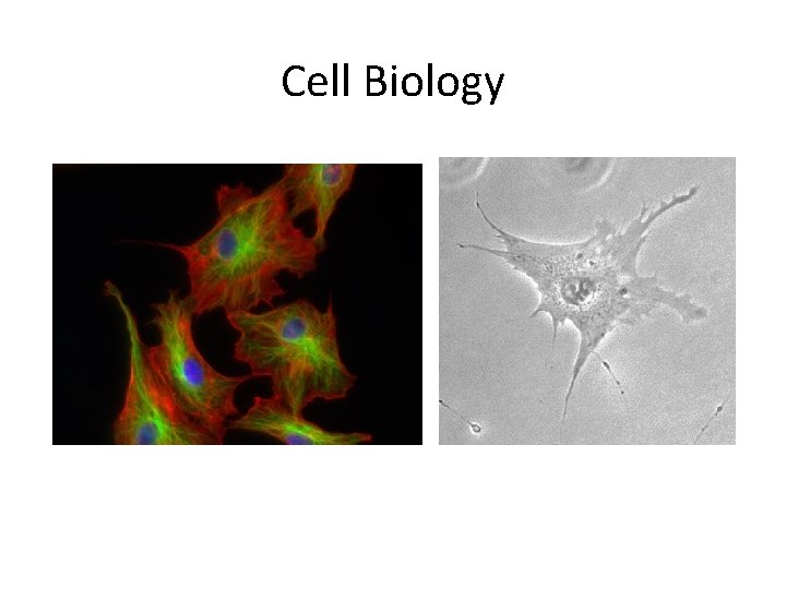 Cell Biology 