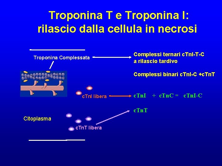 Troponina T e Troponina I: rilascio dalla cellula in necrosi Troponina Complessata Complessi ternari