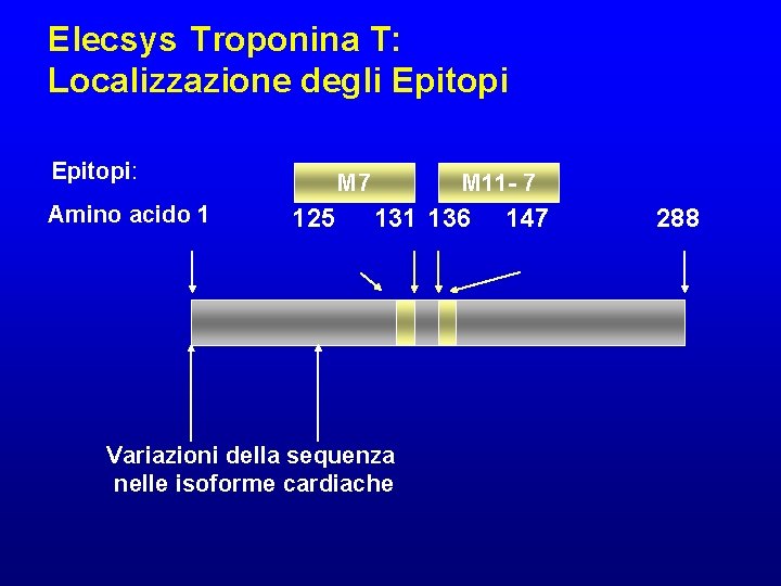 Elecsys Troponina T: Localizzazione degli Epitopi: Amino acido 1 M 7 125 M 11