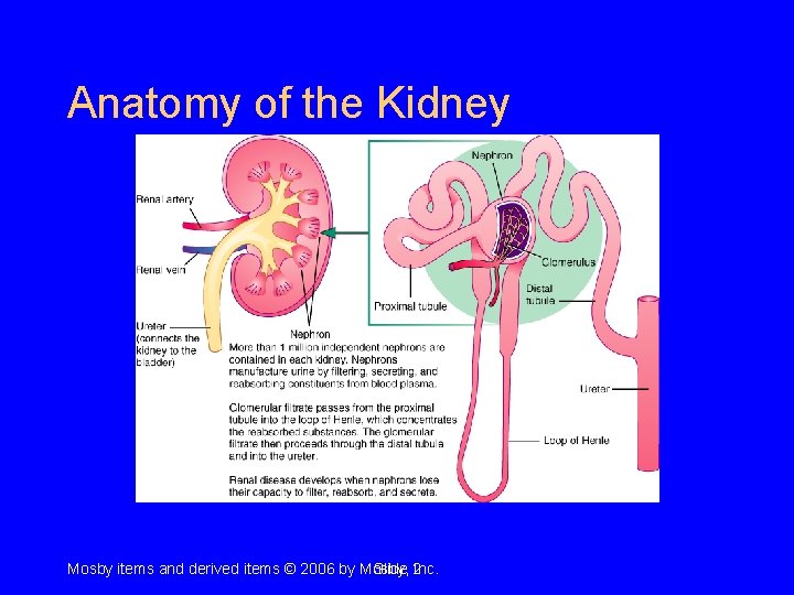 Anatomy of the Kidney Mosby items and derived items © 2006 by Mosby, Slide Anatomy of the Kidney Mosby items and derived items © 2006 by Mosby, Slide