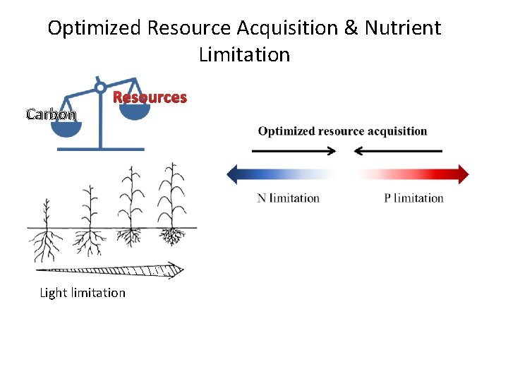 Optimized Resource Acquisition & Nutrient Limitation Carbon Resources Light limitation 