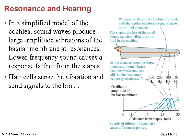 Resonance and Hearing • In a simplified model of the cochlea, sound waves produce