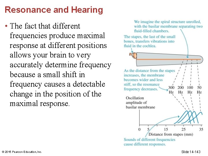 Resonance and Hearing • The fact that different frequencies produce maximal response at different