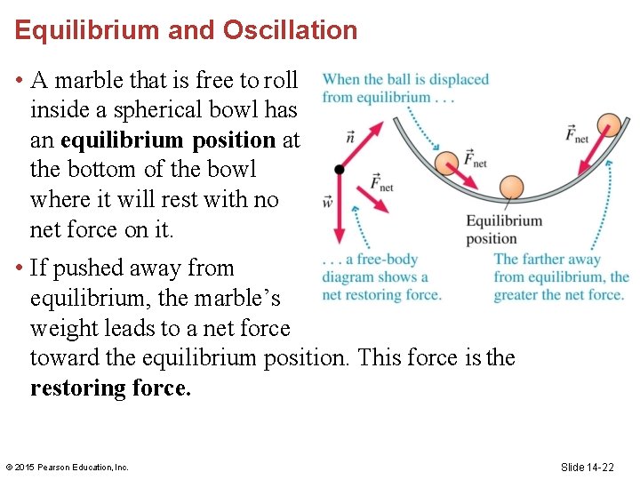 Equilibrium and Oscillation • A marble that is free to roll inside a spherical