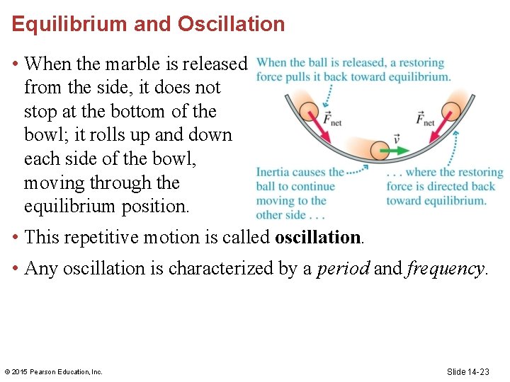 Equilibrium and Oscillation • When the marble is released from the side, it does