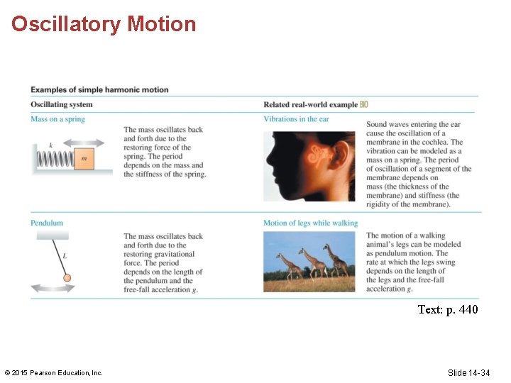 Oscillatory Motion Text: p. 440 © 2015 Pearson Education, Inc. Slide 14 -34 