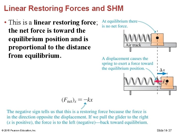Linear Restoring Forces and SHM • This is a linear restoring force; the net