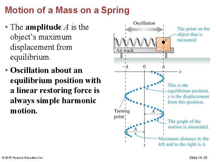 Motion of a Mass on a Spring • The amplitude A is the object’s