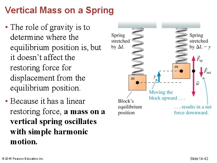 Vertical Mass on a Spring • The role of gravity is to determine where