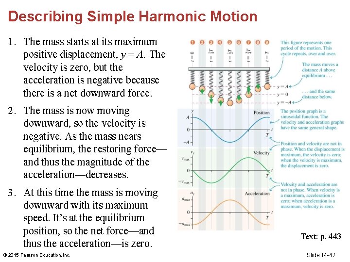 Describing Simple Harmonic Motion 1. The mass starts at its maximum positive displacement, y