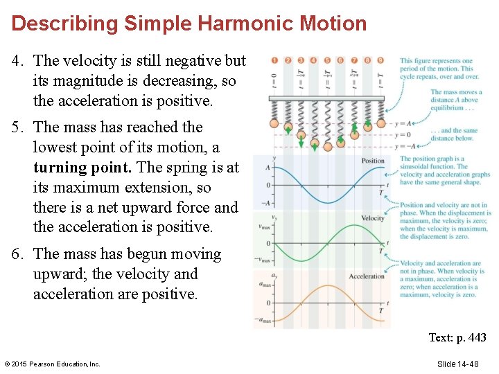 Describing Simple Harmonic Motion 4. The velocity is still negative but its magnitude is