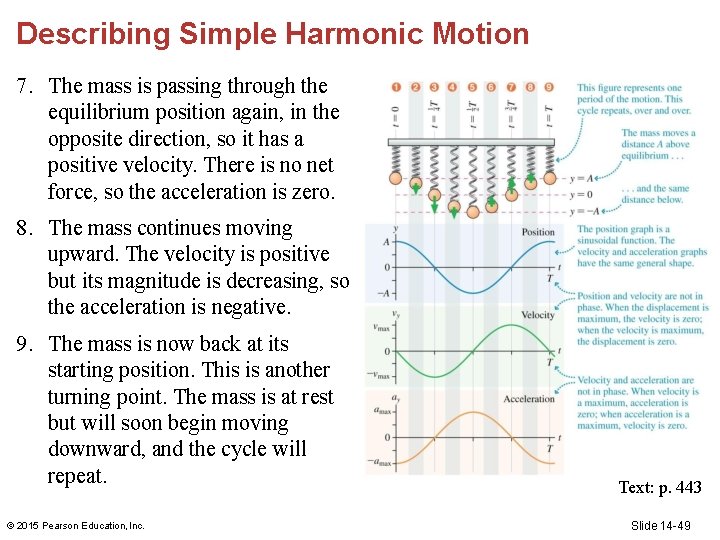 Describing Simple Harmonic Motion 7. The mass is passing through the equilibrium position again,