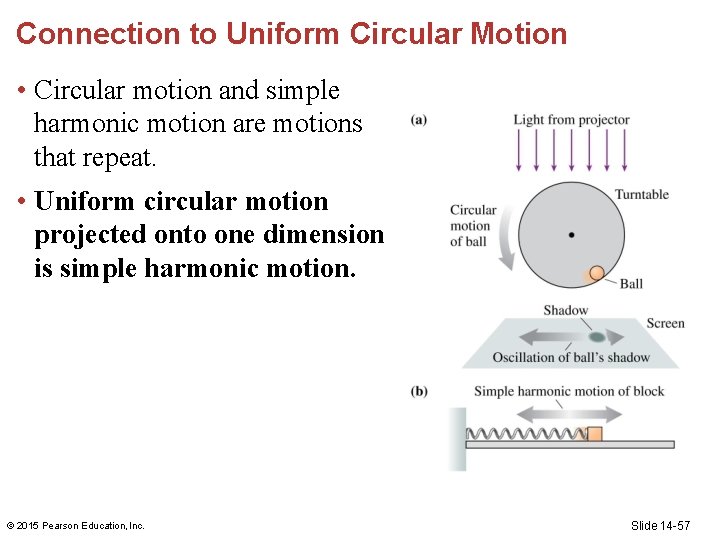 Connection to Uniform Circular Motion • Circular motion and simple harmonic motion are motions