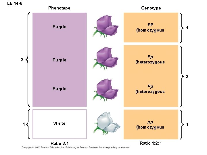 LE 14 -6 3 Phenotype Genotype Purple PP (homozygous Purple Pp (heterozygous 1 2