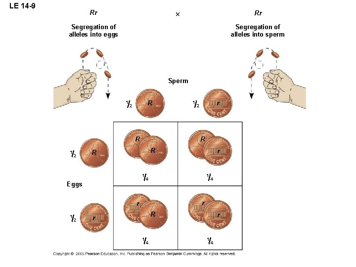 LE 14 -9 Rr Rr Segregation of alleles into eggs Segregation of alleles into