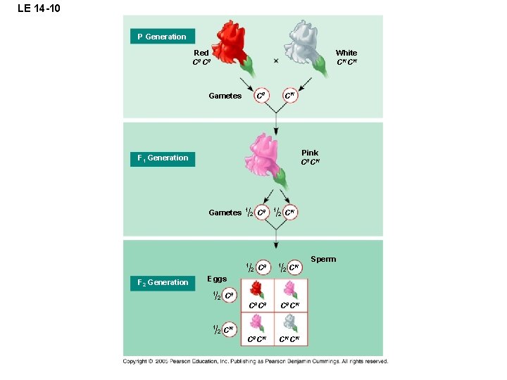 LE 14 -10 P Generation Red C RC R White C WC W Gametes