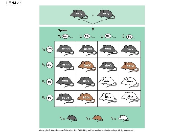 LE 14 -11 Bb. Cc Sperm 1 1 1 4 BC 1 4 b.
