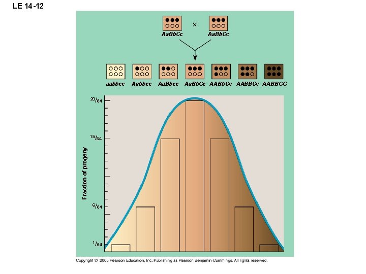 LE 14 -12 Aa. Bb. Cc aabbcc 20/64 Fraction of progeny 15/64 6/64 1/64