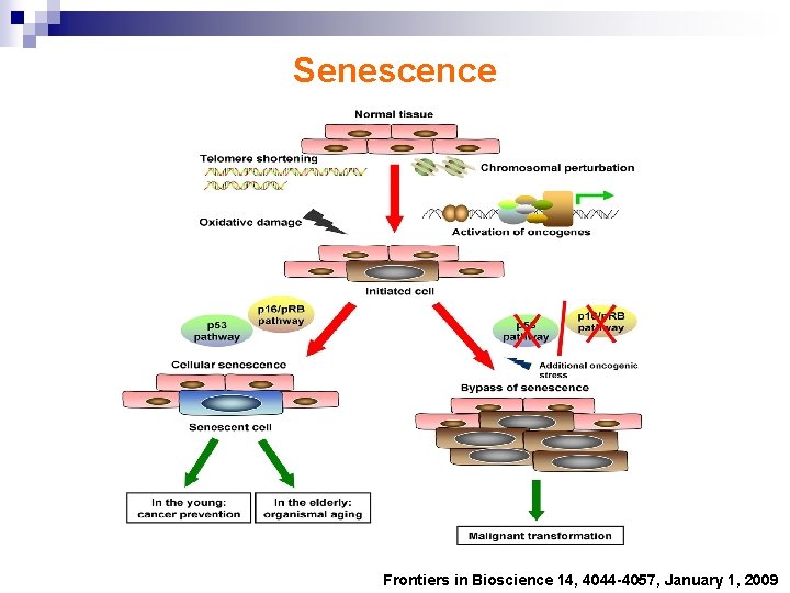 Senescence Frontiers in Bioscience 14, 4044 -4057, January 1, 2009 