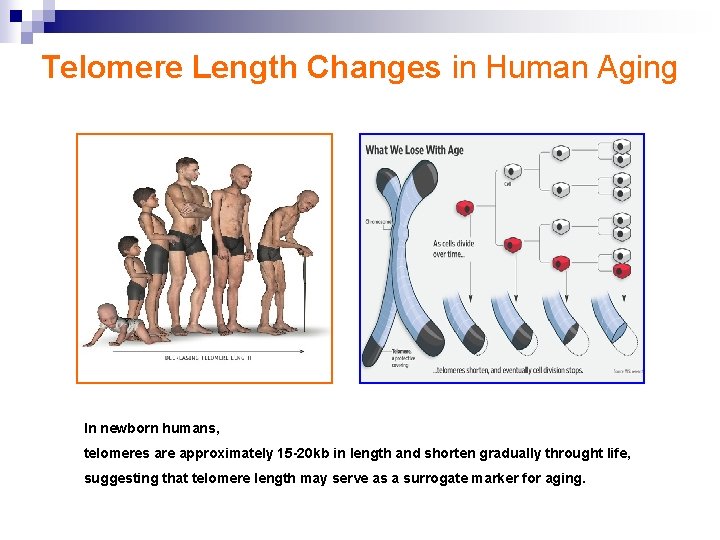 Telomere Length Changes in Human Aging In newborn humans, telomeres are approximately 15 -20